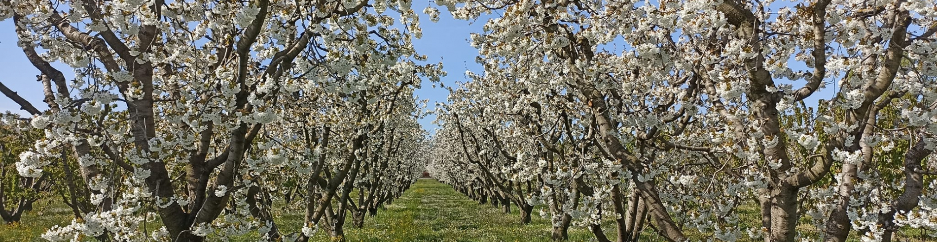 AL VIA IL TERZO ANNO DI SPERIMENTAZIONE E RICERCA PER SALVAGUARDARE LA CILIEGIA DI VIGNOLA IGP