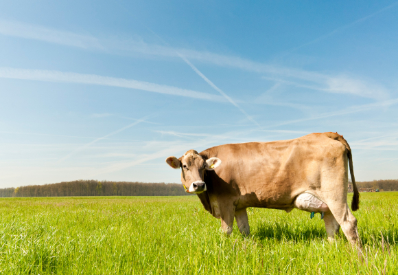 Le razze di bovine e il loro latte